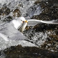 Gull catches a Pearl Mullet, Lake Van, Turkey